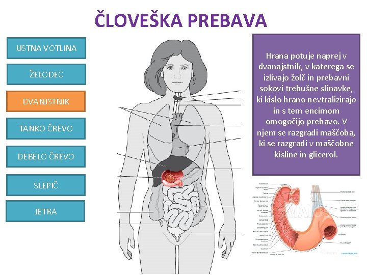 ČLOVEŠKA PREBAVA USTNA VOTLINA ŽELODEC DVANJSTNIK TANKO ČREVO DEBELO ČREVO SLEPIČ JETRA Hrana potuje