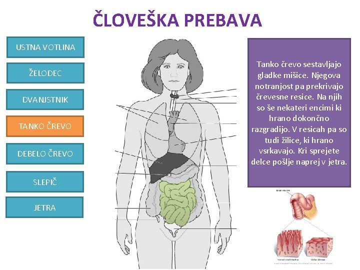 ČLOVEŠKA PREBAVA USTNA VOTLINA ŽELODEC DVANJSTNIK TANKO ČREVO DEBELO ČREVO SLEPIČ JETRA Tanko črevo