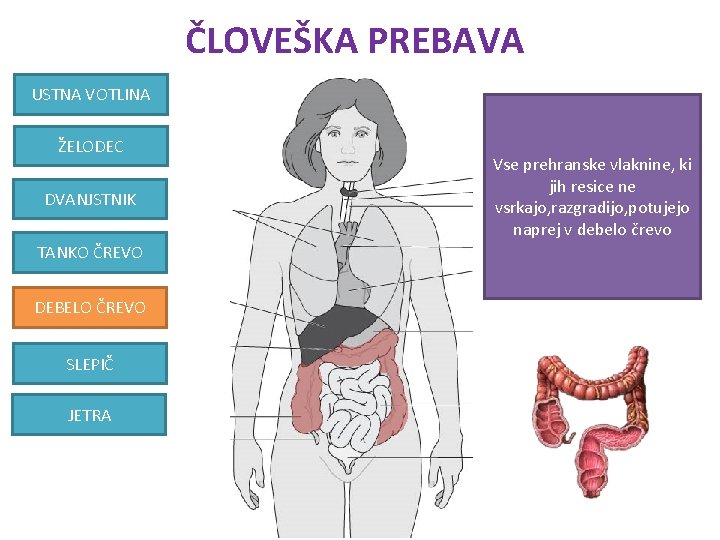 ČLOVEŠKA PREBAVA USTNA VOTLINA ŽELODEC DVANJSTNIK TANKO ČREVO DEBELO ČREVO SLEPIČ JETRA Vse prehranske