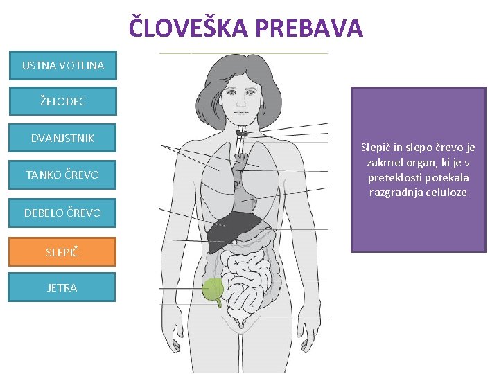 ČLOVEŠKA PREBAVA USTNA VOTLINA ŽELODEC DVANJSTNIK TANKO ČREVO DEBELO ČREVO SLEPIČ JETRA Slepič in