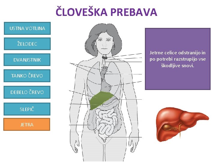 ČLOVEŠKA PREBAVA USTNA VOTLINA ŽELODEC DVANJSTNIK TANKO ČREVO DEBELO ČREVO SLEPIČ JETRA Jetrne celice