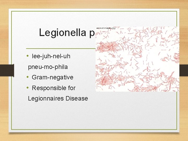 Legionella pneumophila • lee-juh-nel-uh pneu-mo-phila • Gram-negative • Responsible for Legionnaires Disease 