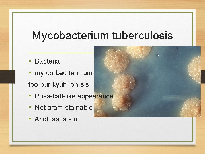 Mycobacterium tuberculosis • Bacteria • my·co·bac·te·ri·um too-bur-kyuh-loh-sis • Puss-ball-like appearance • Not gram-stainable •