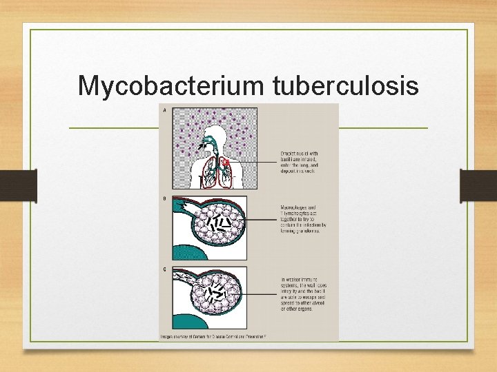 Mycobacterium tuberculosis 