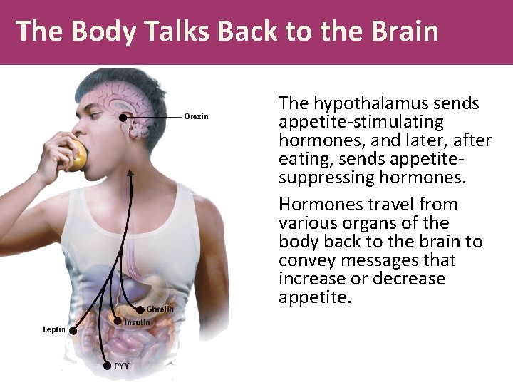 The Body Talks Back to the Brain The hypothalamus sends appetite-stimulating hormones, and later,