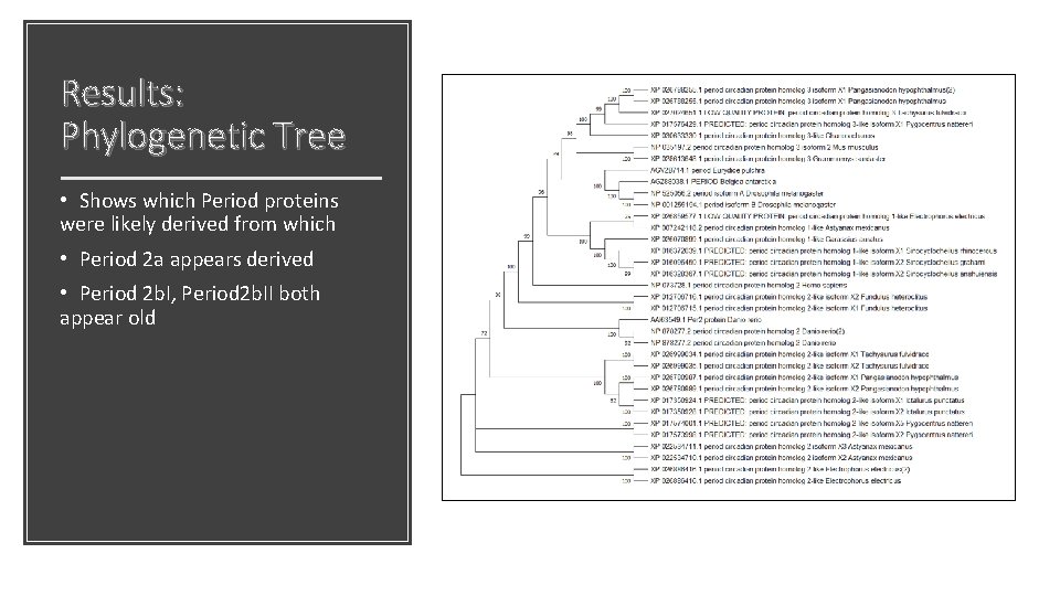 Results: Phylogenetic Tree • Shows which Period proteins were likely derived from which •