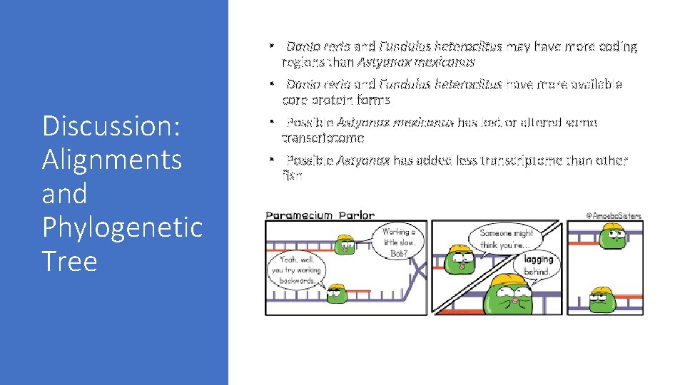  • Danio rerio and Fundulus heteroclitus may have more coding regions than Astyanax