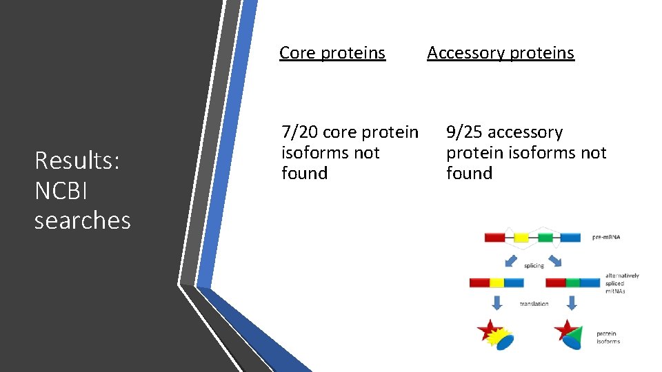 Core proteins Results: NCBI searches 7/20 core protein isoforms not found Accessory proteins 9/25