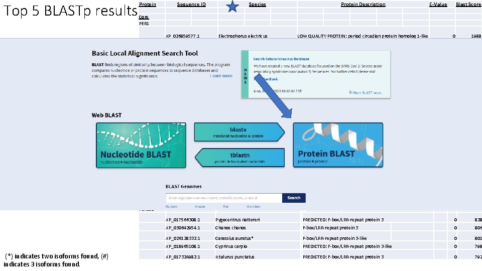 Top 5 BLASTp results Protein The same species occurring • Warm, freshwater fish •