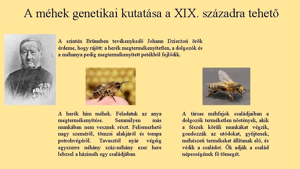 A méhek genetikai kutatása a XIX. századra tehető A szintén Brünnben tevékenykedő Johann Dzierżoń