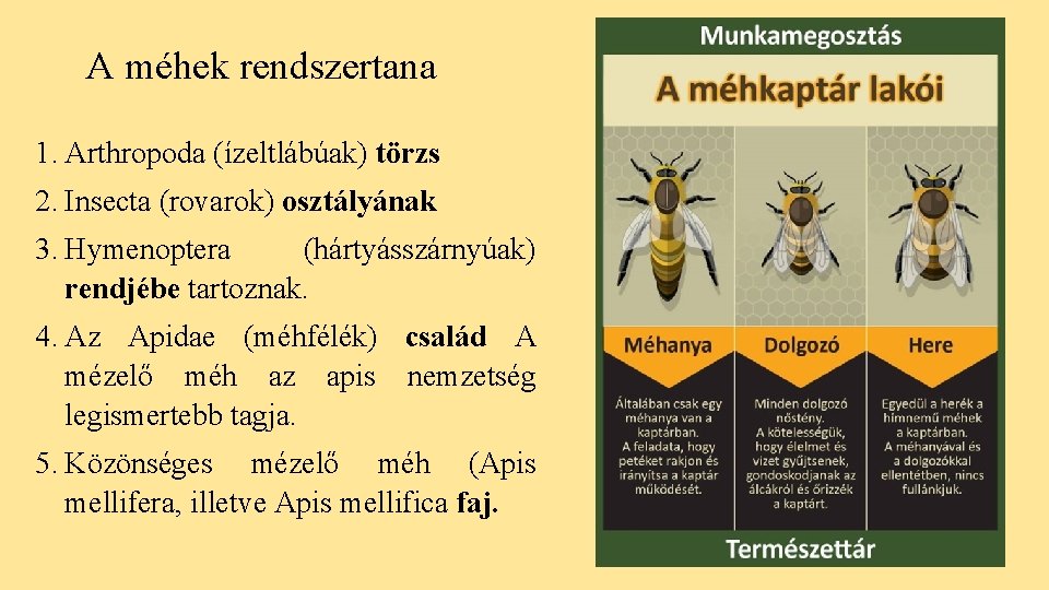 A méhek rendszertana 1. Arthropoda (ízeltlábúak) törzs 2. Insecta (rovarok) osztályának 3. Hymenoptera (hártyásszárnyúak)