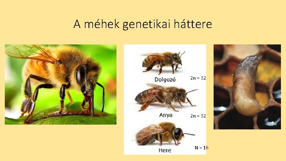 A méhek genetikai háttere 2 n = 32 N = 16 