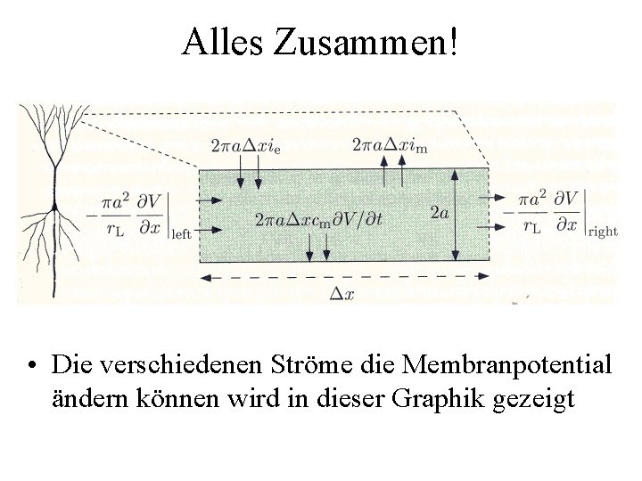 Alles Zusammen! • Die verschiedenen Ströme die Membranpotential ändern können wird in dieser Graphik