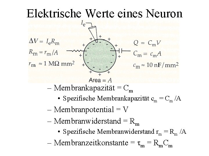 Elektrische Werte eines Neuron – Membrankapazität = Cm • Spezifische Membrankapazität cm = Cm