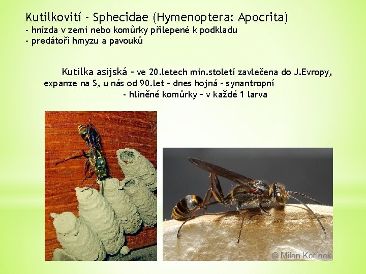 Kutilkovití - Sphecidae (Hymenoptera: Apocrita) - hnízda v zemi nebo komůrky přilepené k podkladu
