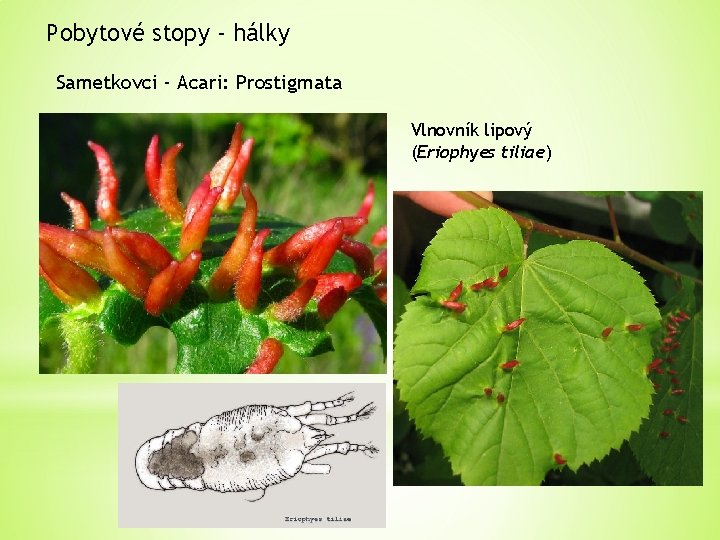 Pobytové stopy - hálky Sametkovci - Acari: Prostigmata Vlnovník lipový (Eriophyes tiliae) 