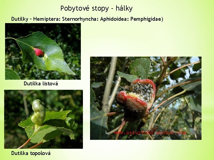 Pobytové stopy - hálky Dutilky – Hemiptera: Sternorhyncha: Aphidoidea: Pemphigidae) Dutilka listová Dutilka topolová