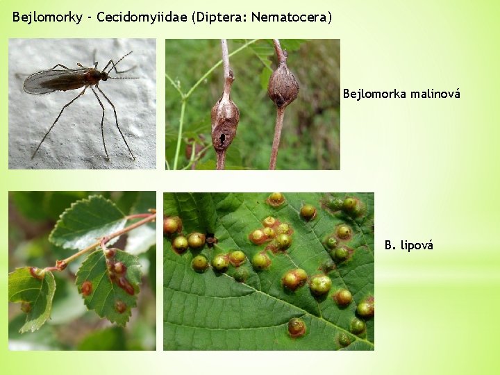Bejlomorky - Cecidomyiidae (Diptera: Nematocera) Bejlomorka malinová B. lipová 