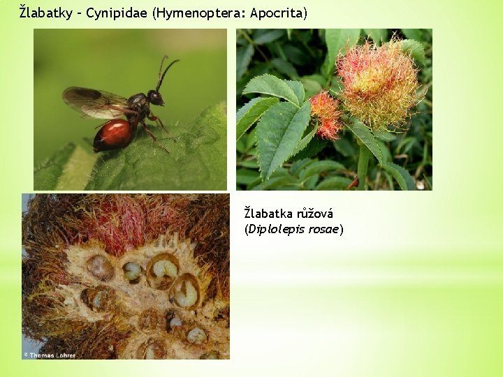 Žlabatky – Cynipidae (Hymenoptera: Apocrita) Žlabatka růžová (Diplolepis rosae) 