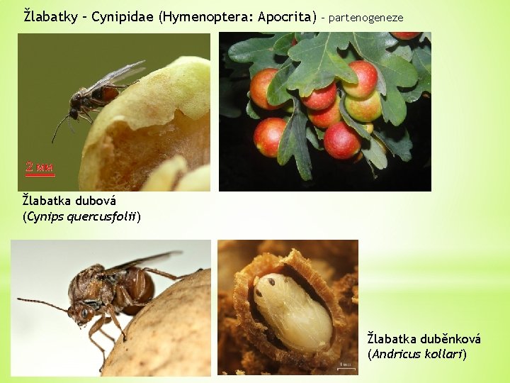 Žlabatky – Cynipidae (Hymenoptera: Apocrita) - partenogeneze Žlabatka dubová (Cynips quercusfolii) Žlabatka duběnková (Andricus