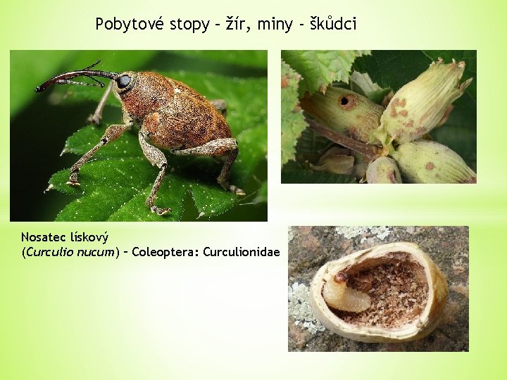 Pobytové stopy – žír, miny - škůdci Nosatec lískový (Curculio nucum) – Coleoptera: Curculionidae