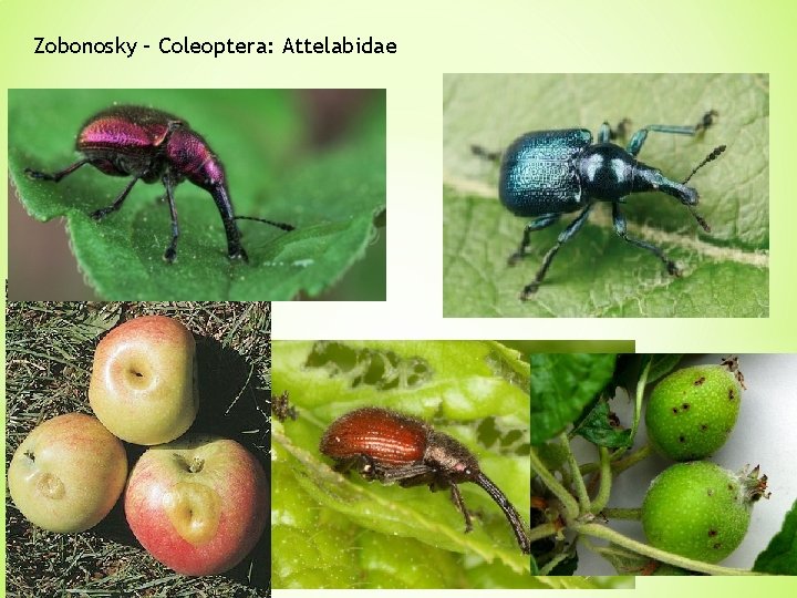 Zobonosky – Coleoptera: Attelabidae 