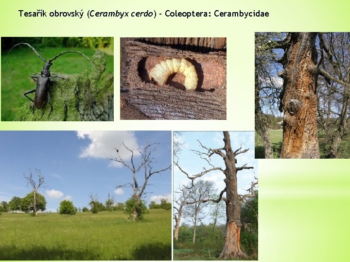 Tesařík obrovský (Cerambyx cerdo) - Coleoptera: Cerambycidae 