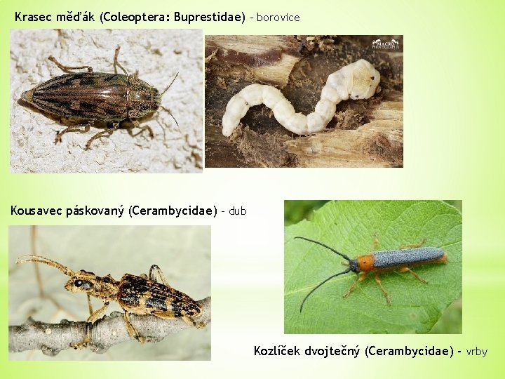 Krasec měďák (Coleoptera: Buprestidae) - borovice Kousavec páskovaný (Cerambycidae) - dub Kozlíček dvojtečný (Cerambycidae)