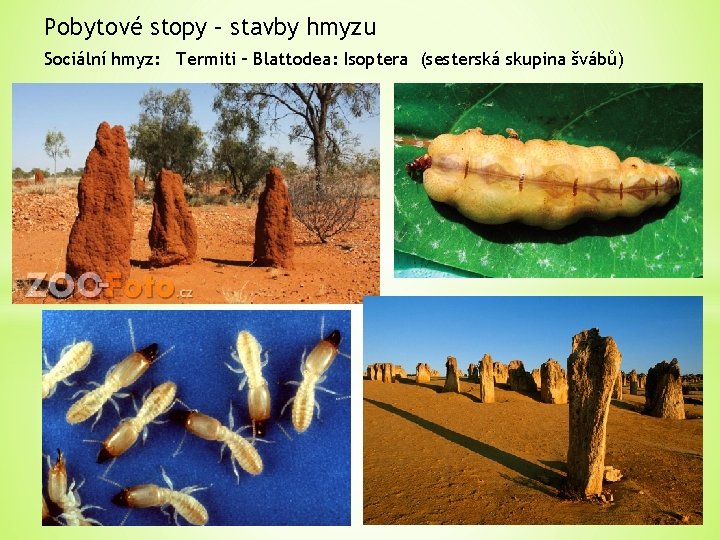 Pobytové stopy – stavby hmyzu Sociální hmyz: Termiti – Blattodea: Isoptera (sesterská skupina švábů)