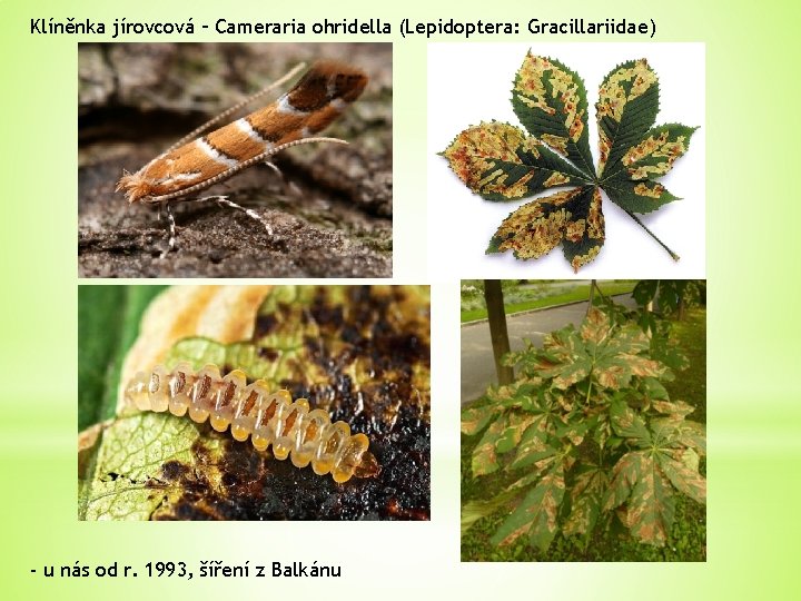 Klíněnka jírovcová – Cameraria ohridella (Lepidoptera: Gracillariidae) - u nás od r. 1993, šíření