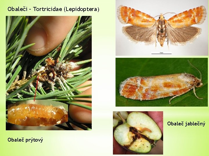 Obaleči – Tortricidae (Lepidoptera) Obaleč jablečný Obaleč prýtový 
