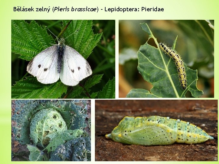 Bělásek zelný (Pieris brassicae) – Lepidoptera: Pieridae 