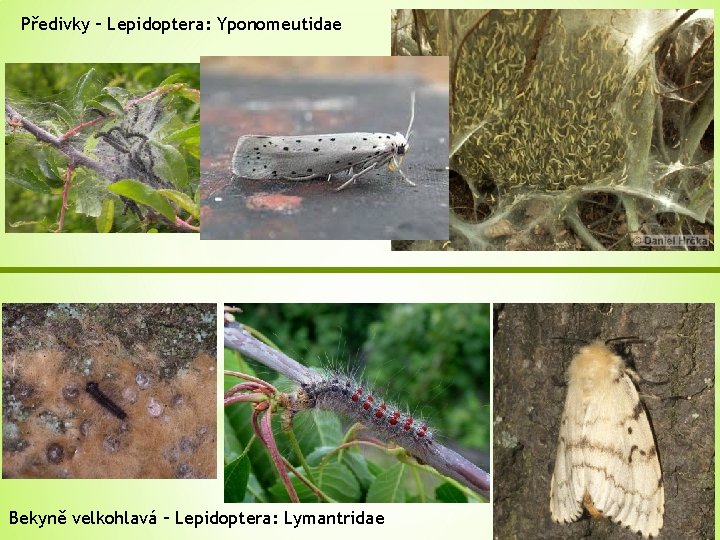 Předivky – Lepidoptera: Yponomeutidae Bekyně velkohlavá – Lepidoptera: Lymantridae 
