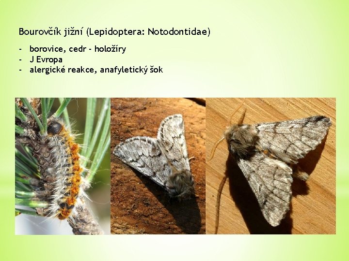 Bourovčík jižní (Lepidoptera: Notodontidae) - borovice, cedr - holožíry - J Evropa - alergické