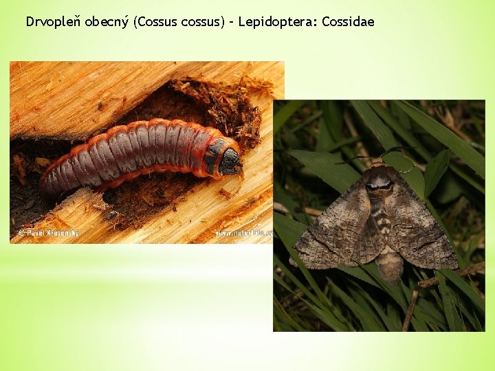 Drvopleň obecný (Cossus cossus) – Lepidoptera: Cossidae 
