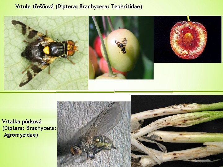 Vrtule třešňová (Diptera: Brachycera: Tephritidae) Vrtalka pórková (Diptera: Brachycera: Agromyzidae) 