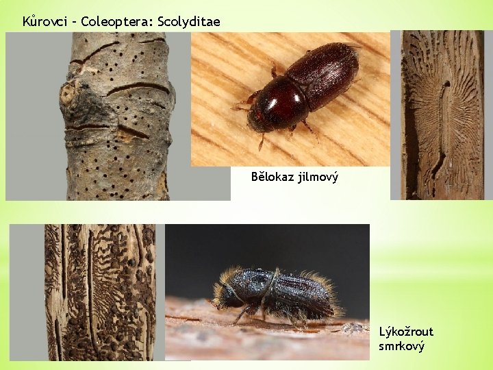 Kůrovci – Coleoptera: Scolyditae Bělokaz jilmový Lýkožrout smrkový 