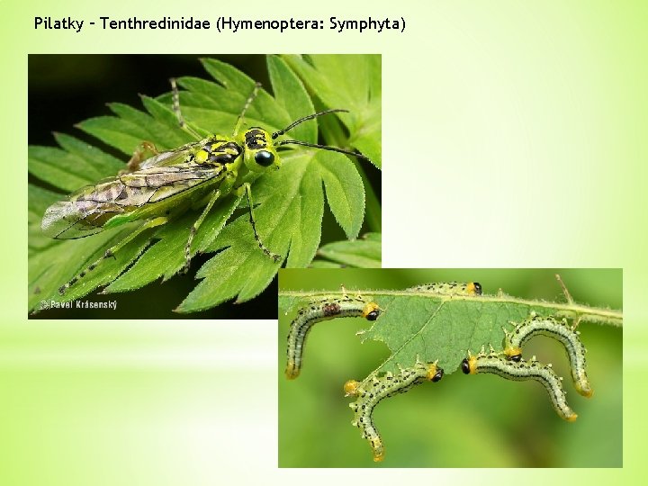 Pilatky – Tenthredinidae (Hymenoptera: Symphyta) 