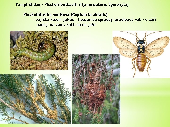 Pamphillidae – Ploskohřbetkovití (Hymenoptera: Symphyta) Ploskohřbetka smrková (Cephalcia abietis) - vajíčka kolem jehlic -