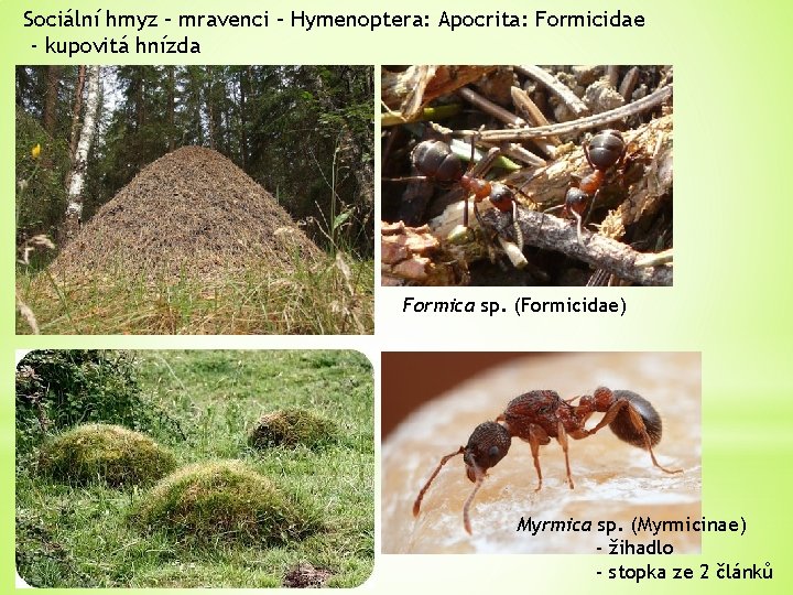 Sociální hmyz – mravenci – Hymenoptera: Apocrita: Formicidae - kupovitá hnízda Formica sp. (Formicidae)