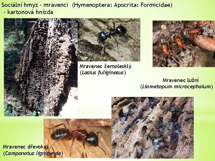 Sociální hmyz – mravenci (Hymenoptera: Apocrita: Formicidae) - kartonová hnízda Mravenec černolesklý (Lasius fuliginosus)