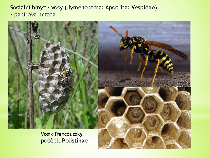 Sociální hmyz – vosy (Hymenoptera: Apocrita: Vespidae) - papírová hnízda Vosík francouzský podčel. Polistinae