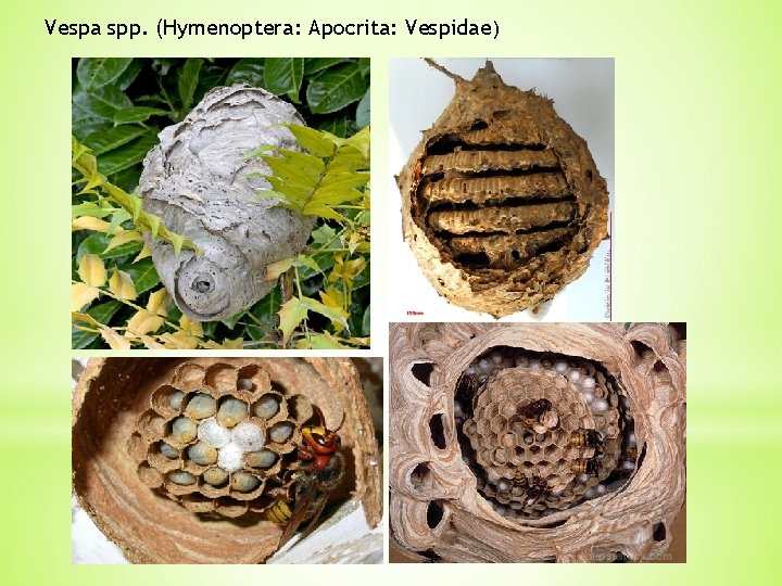 Vespa spp. (Hymenoptera: Apocrita: Vespidae) 