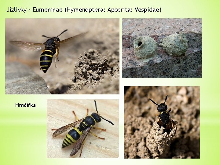 Jízlivky – Eumeninae (Hymenoptera: Apocrita: Vespidae) Hrnčířka 