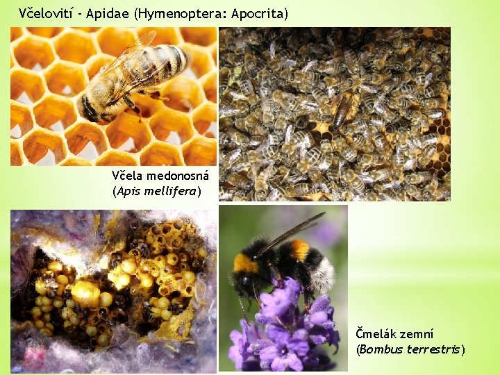 Včelovití - Apidae (Hymenoptera: Apocrita) Včela medonosná (Apis mellifera) Čmelák zemní (Bombus terrestris) 