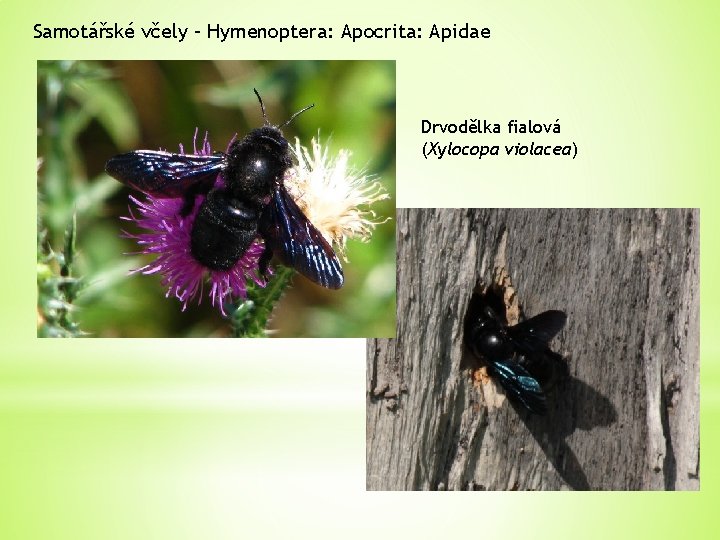 Samotářské včely – Hymenoptera: Apocrita: Apidae Drvodělka fialová (Xylocopa violacea) 