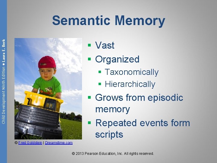 Child Development Ninth Edition ● Laura E. Berk Semantic Memory § Vast § Organized