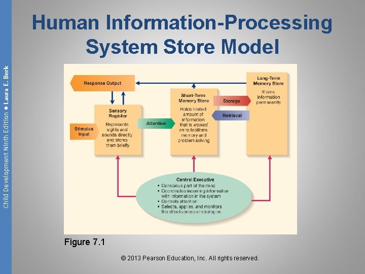 Child Development Ninth Edition ● Laura E. Berk Human Information-Processing System Store Model Figure