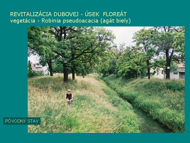 REVITALIZÁCIA DUBOVEJ - ÚSEK FLOREÁT vegetácia - Robinia pseudoacacia (agát biely) PÔVODNÝ STAV 