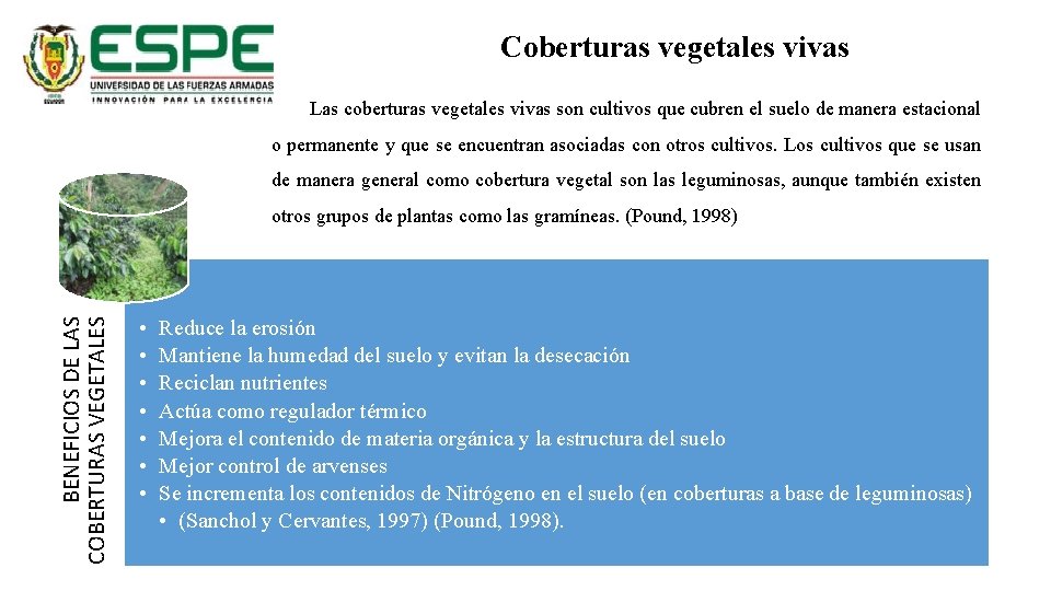 Coberturas vegetales vivas Las coberturas vegetales vivas son cultivos que cubren el suelo de